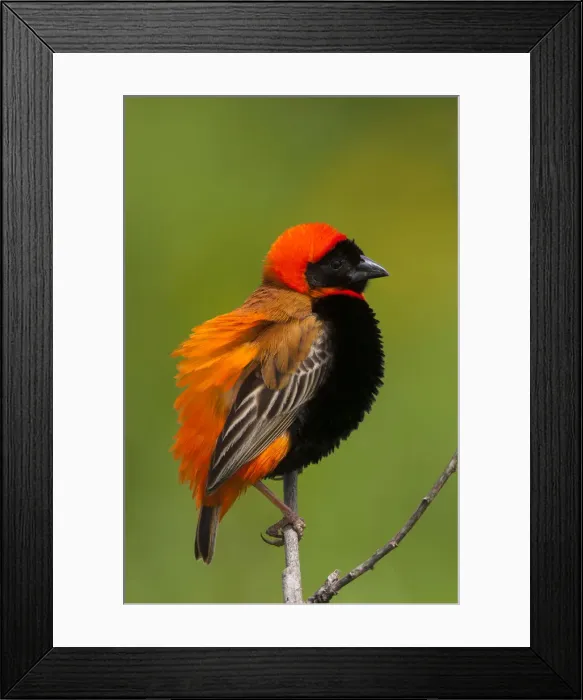 Framed Print : DDE-90022333 Framed Print : DDE-90022333