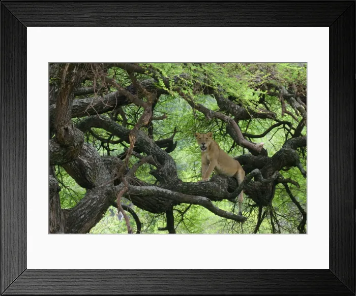 Framed Print : DDE-90022335 Framed Print : DDE-90022335