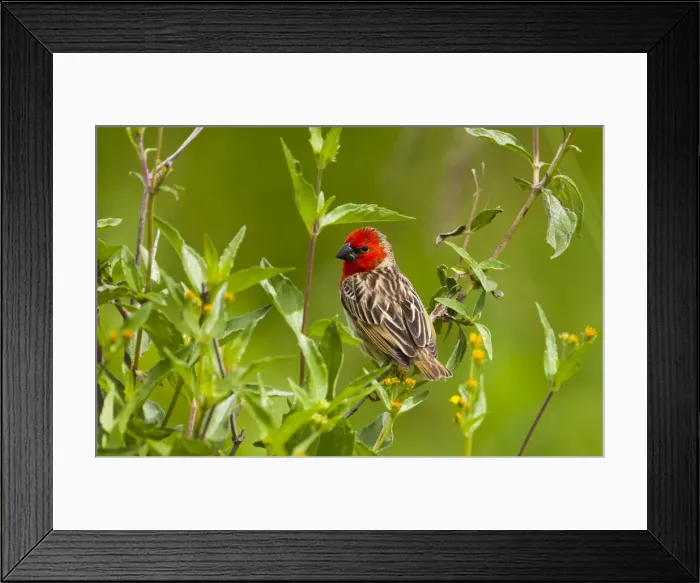 Framed Print : DDE-90022334