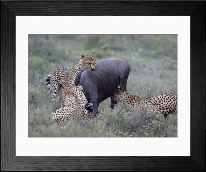Framed Print : DDE-90022336 Framed Print : DDE-90022336