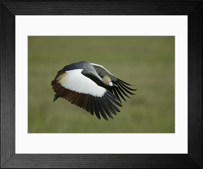 Framed Print : DDE-90022338 Framed Print : DDE-90022338
