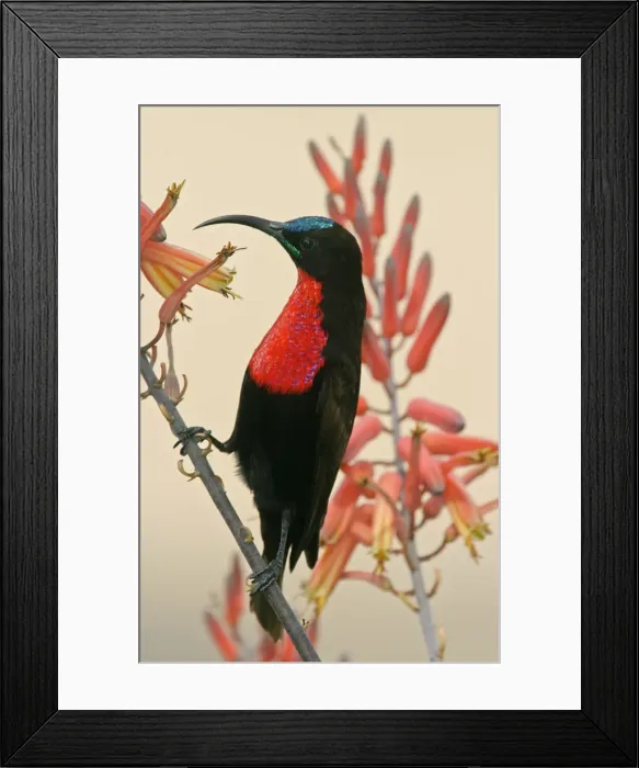Framed Print : DDE-90022339 Framed Print : DDE-90022339