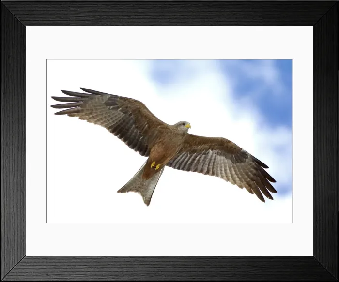Framed Print : DDE-90022340 Framed Print : DDE-90022340
