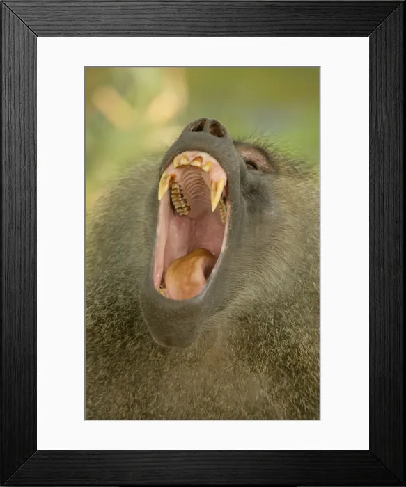 Framed Print : DDE-90022341 Framed Print : DDE-90022341