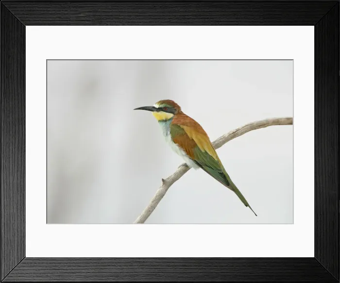 Framed Print : DDE-90022337 Framed Print : DDE-90022337