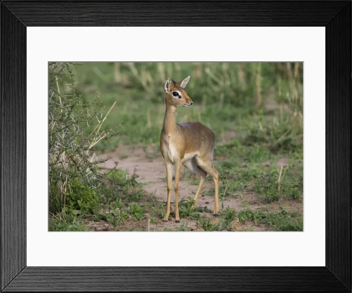 Framed Print : DDE-90022344 Framed Print : DDE-90022344