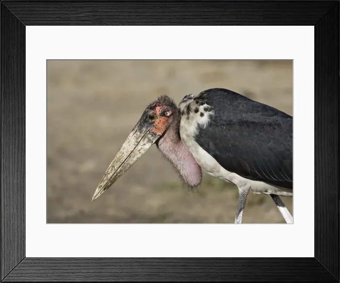 Framed Print : DDE-90022345 Framed Print : DDE-90022345