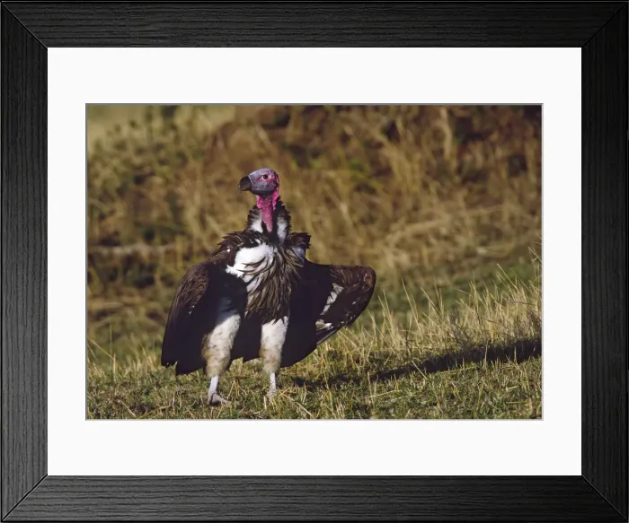 Framed Print : DDE-90022343 Framed Print : DDE-90022343