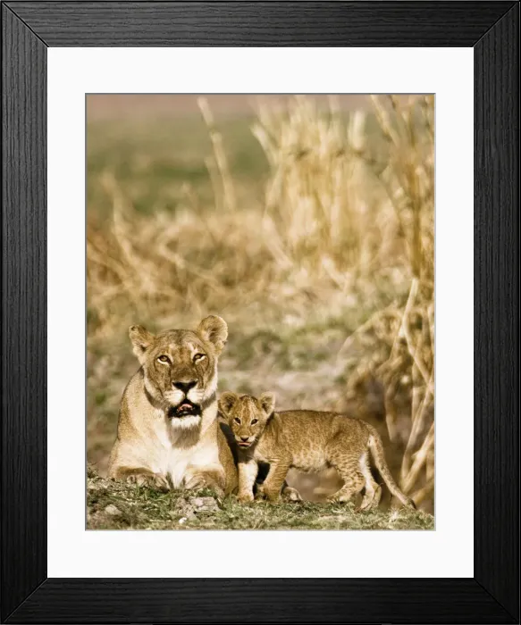 Framed Print : DDE-90022346 Framed Print : DDE-90022346