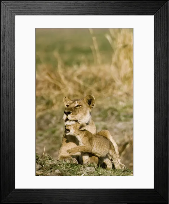 Framed Print : DDE-90022347 Framed Print : DDE-90022347