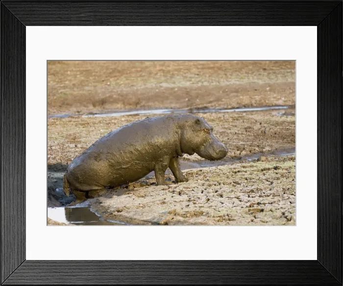 Framed Print : DDE-90022349 Framed Print : DDE-90022349