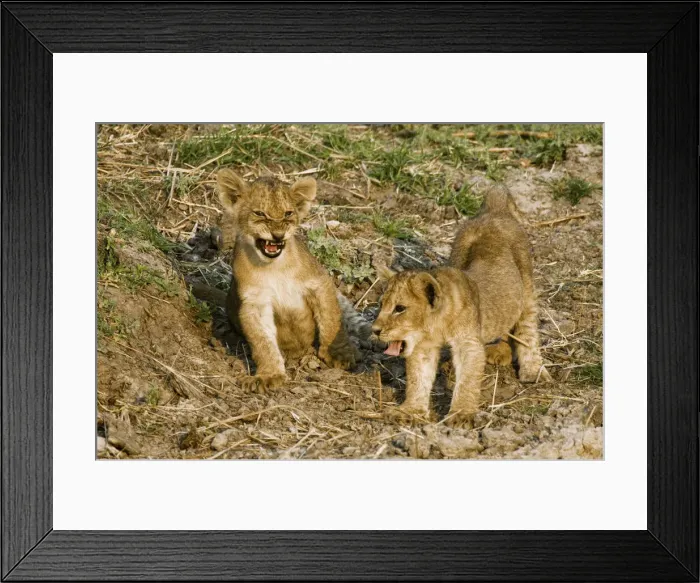 Framed Print : DDE-90022350 Framed Print : DDE-90022350