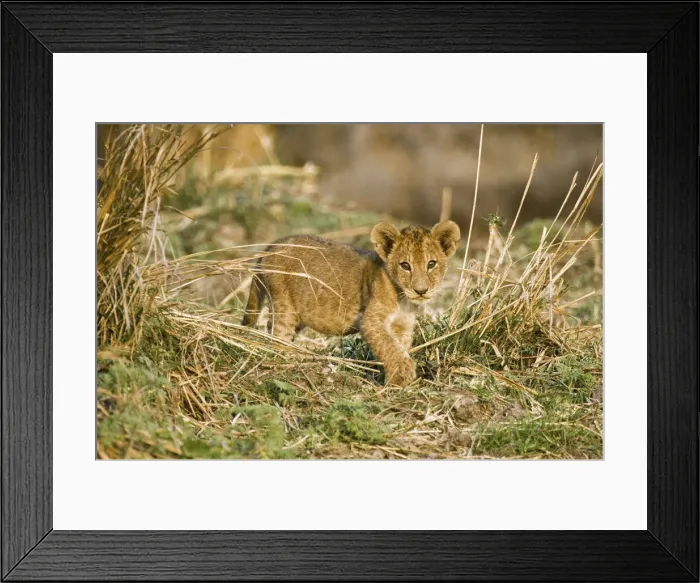 Framed Print : DDE-90022351 Framed Print : DDE-90022351