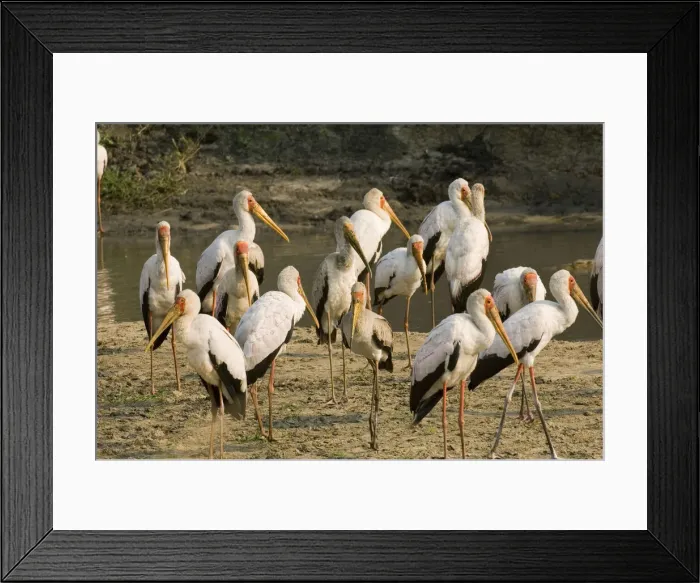 Framed Print : DDE-90022352 Framed Print : DDE-90022352