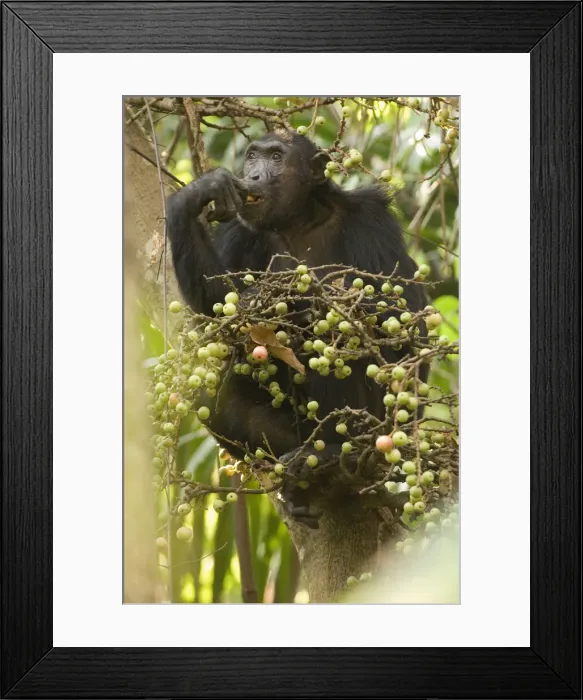 Framed Print : DDE-90022353 Framed Print : DDE-90022353