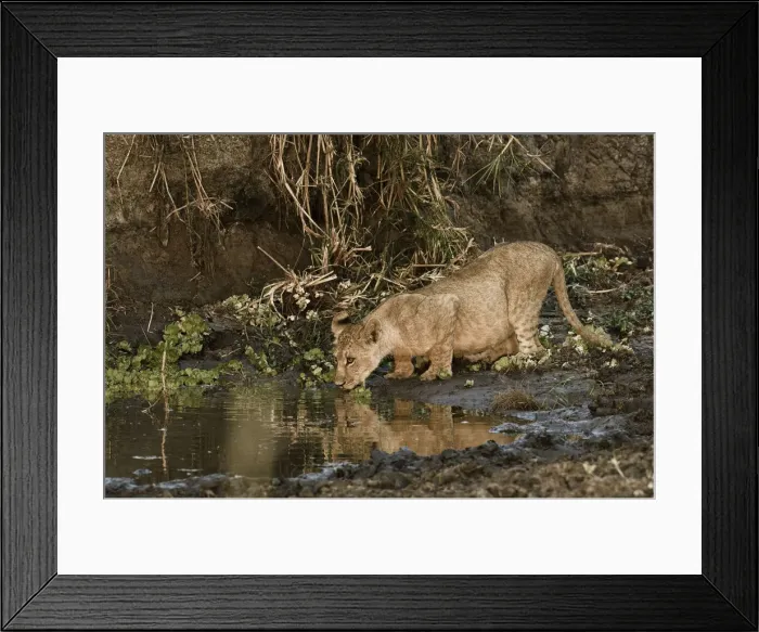 Framed Print : DDE-90022355 Framed Print : DDE-90022355