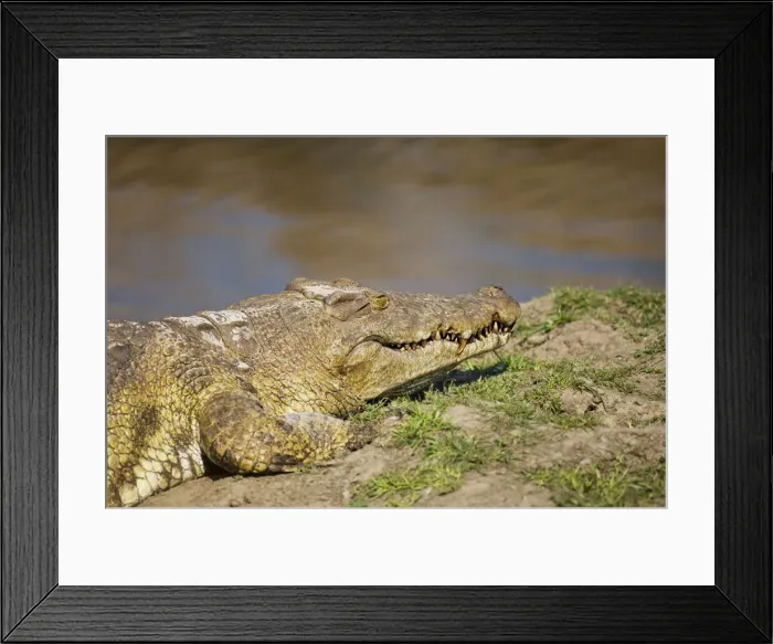 Framed Print : DDE-90022356 Framed Print : DDE-90022356