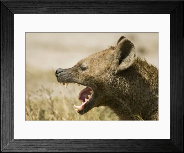 Framed Print : DDE-90022358 Framed Print : DDE-90022358