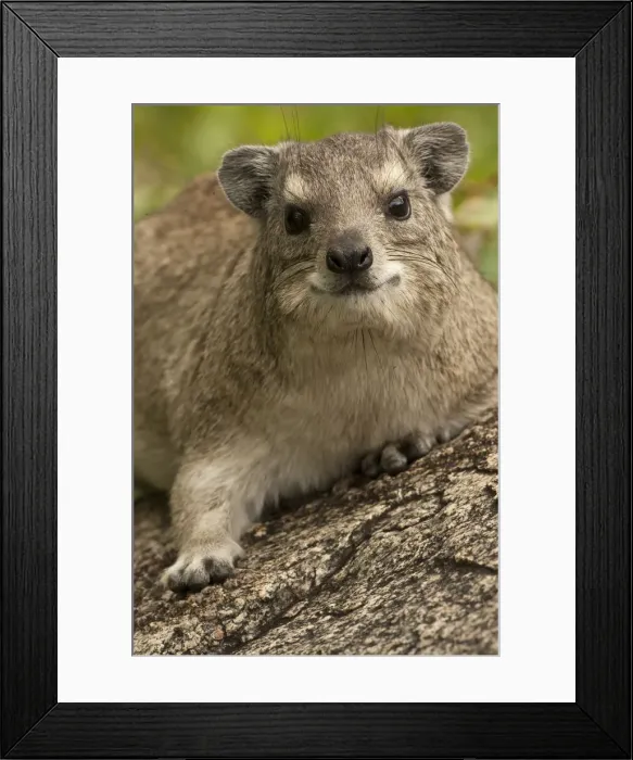 Framed Print : DDE-90022375 Framed Print : DDE-90022375