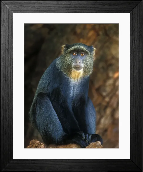 Framed Print : DDE-90022376 Framed Print : DDE-90022376
