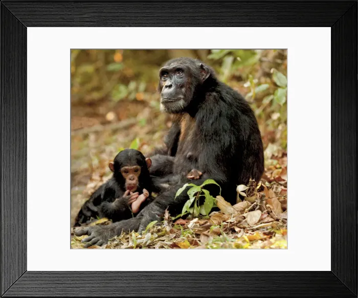 Framed Print : DDE-90022377 Framed Print : DDE-90022377