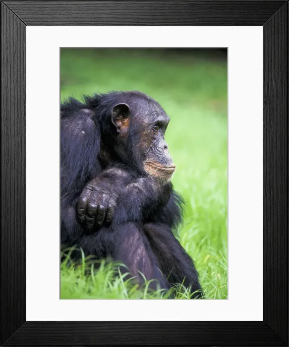 Framed Print : DDE-90022378