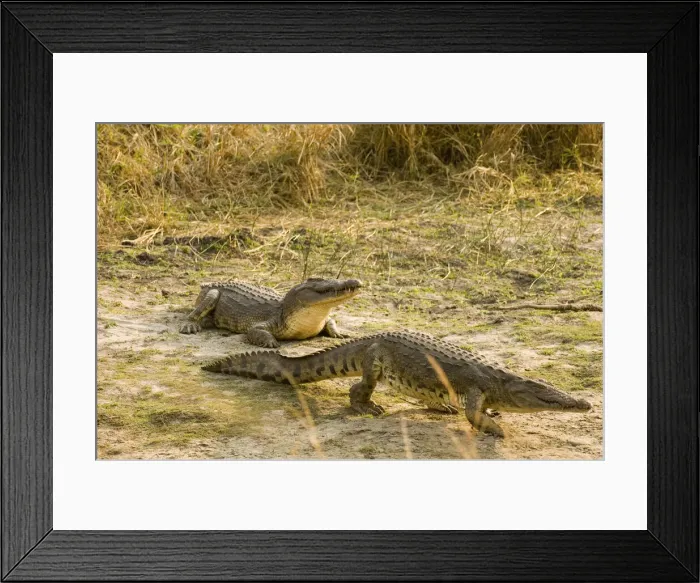 Framed Print : DDE-90022357 Framed Print : DDE-90022357