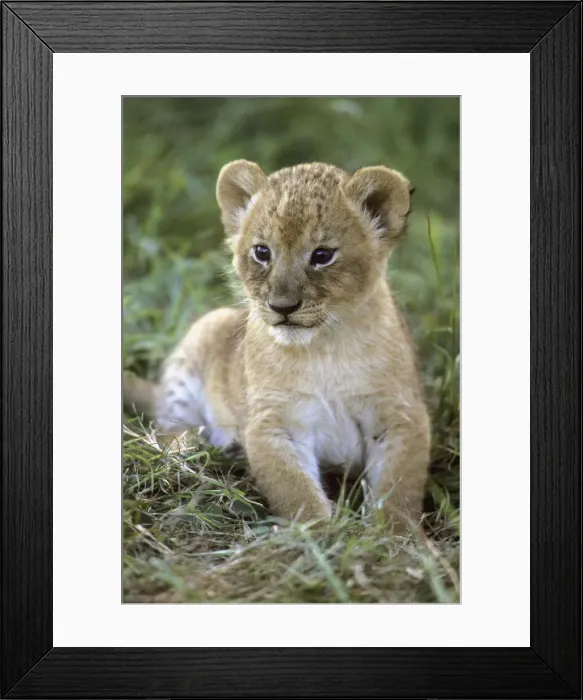Framed Print : DDE-90022381 Framed Print : DDE-90022381