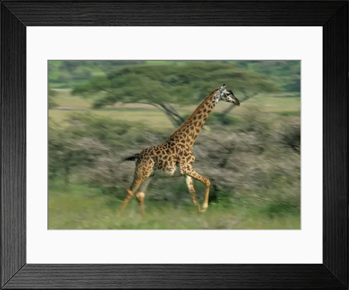 Framed Print : DDE-90022382 Framed Print : DDE-90022382