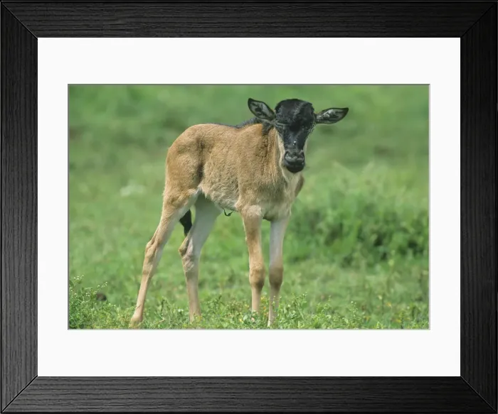 Framed Print : DDE-90022384 Framed Print : DDE-90022384