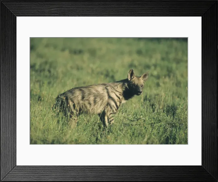 Framed Print : DDE-90022383 Framed Print : DDE-90022383
