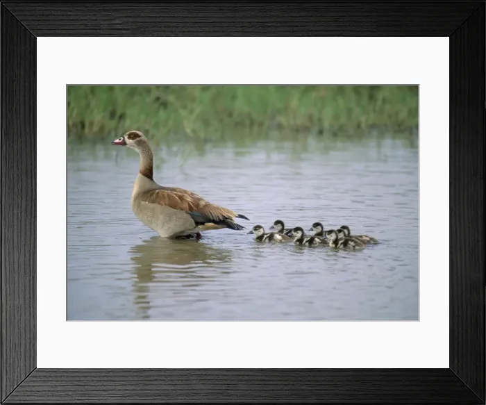 Framed Print : DDE-90022385 Framed Print : DDE-90022385