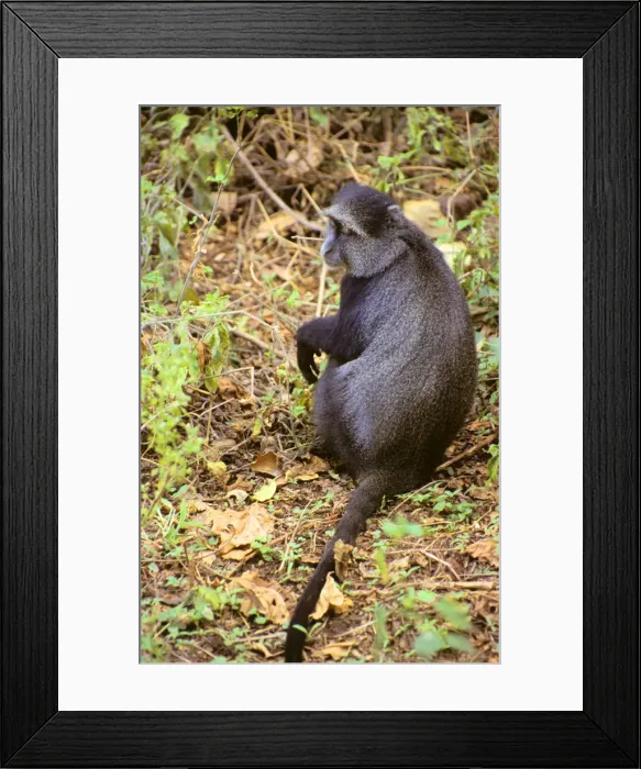 Framed Print : DDE-90022387