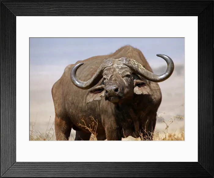 Framed Print : DDE-90022389 Framed Print : DDE-90022389