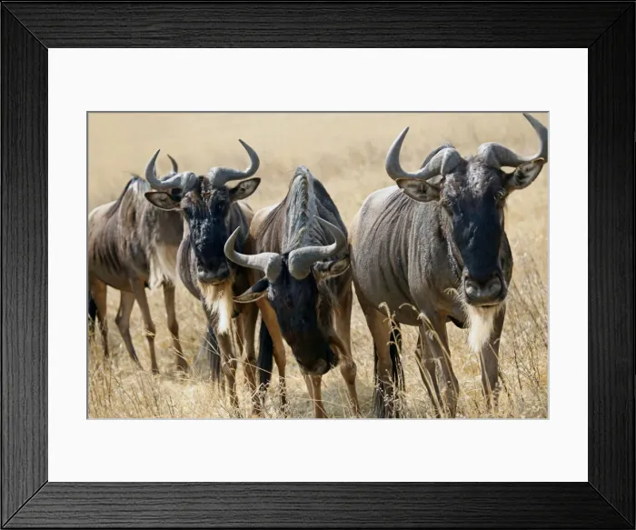 Framed Print : DDE-90022390 Framed Print : DDE-90022390
