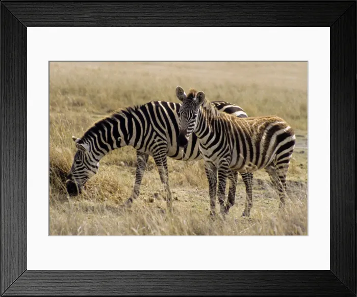 Framed Print : DDE-90022388 Framed Print : DDE-90022388