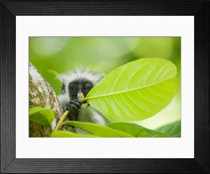 Framed Print : DDE-90022392 Framed Print : DDE-90022392