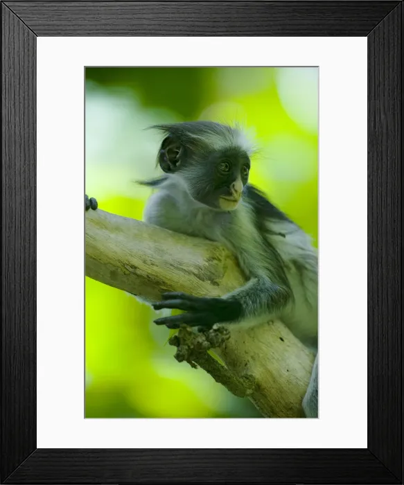 Framed Print : DDE-90022394 Framed Print : DDE-90022394