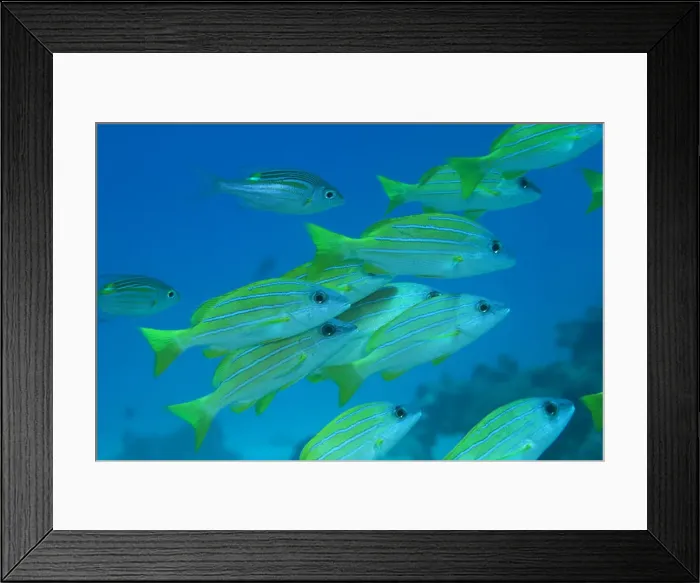 Framed Print : DDE-90022395 Framed Print : DDE-90022395