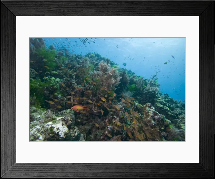 Framed Print : DDE-90022396 Framed Print : DDE-90022396