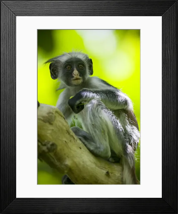 Framed Print : DDE-90022393 Framed Print : DDE-90022393