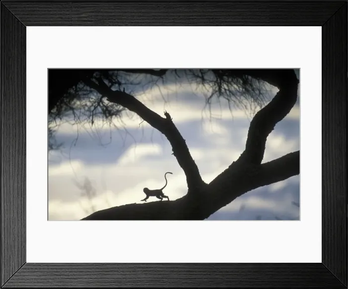 Framed Print : DDE-90022398 Framed Print : DDE-90022398