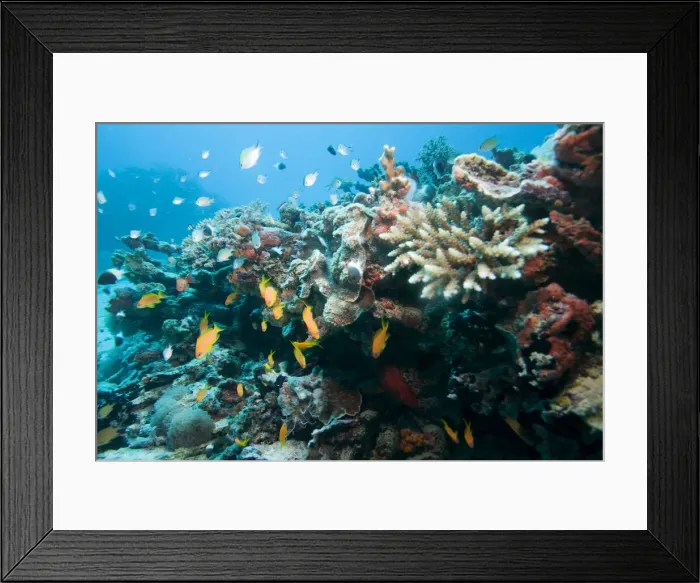 Framed Print : DDE-90022397