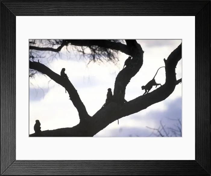 Framed Print : DDE-90022399 Framed Print : DDE-90022399