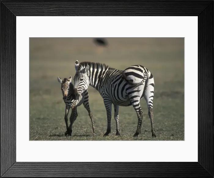 Framed Print : DDE-90022402 Framed Print : DDE-90022402