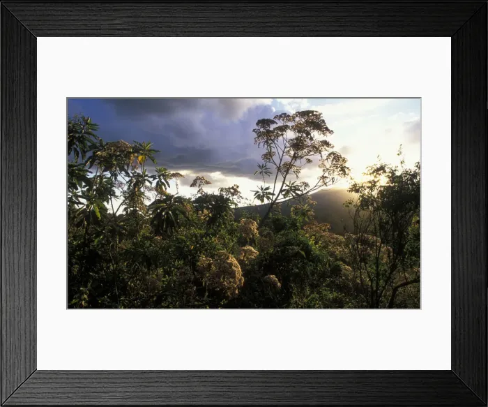 Framed Print : DDE-90022403 Framed Print : DDE-90022403