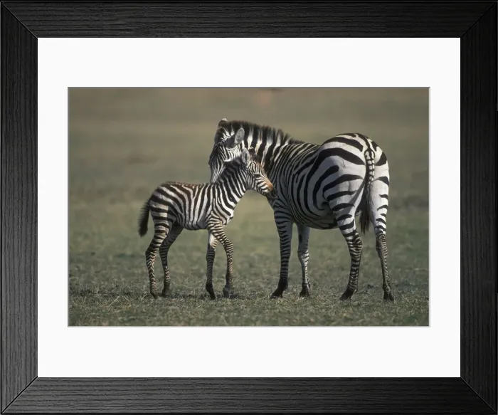 Framed Print : DDE-90022401 Framed Print : DDE-90022401