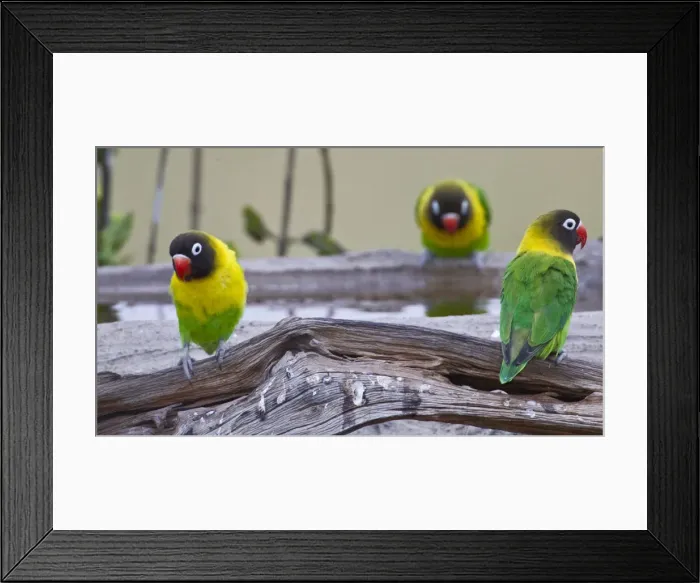 Framed Print : DDE-90022405 Framed Print : DDE-90022405