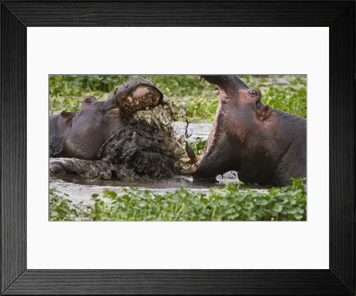 Framed Print : DDE-90022406 Framed Print : DDE-90022406