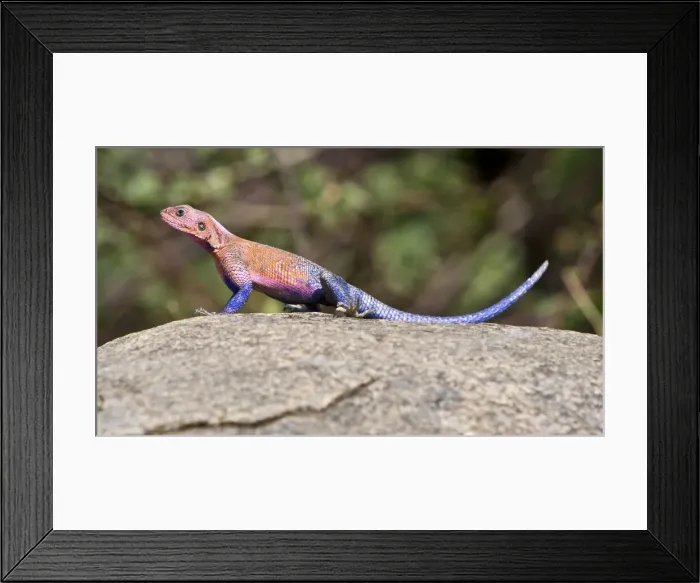 Framed Print : DDE-90022407 Framed Print : DDE-90022407